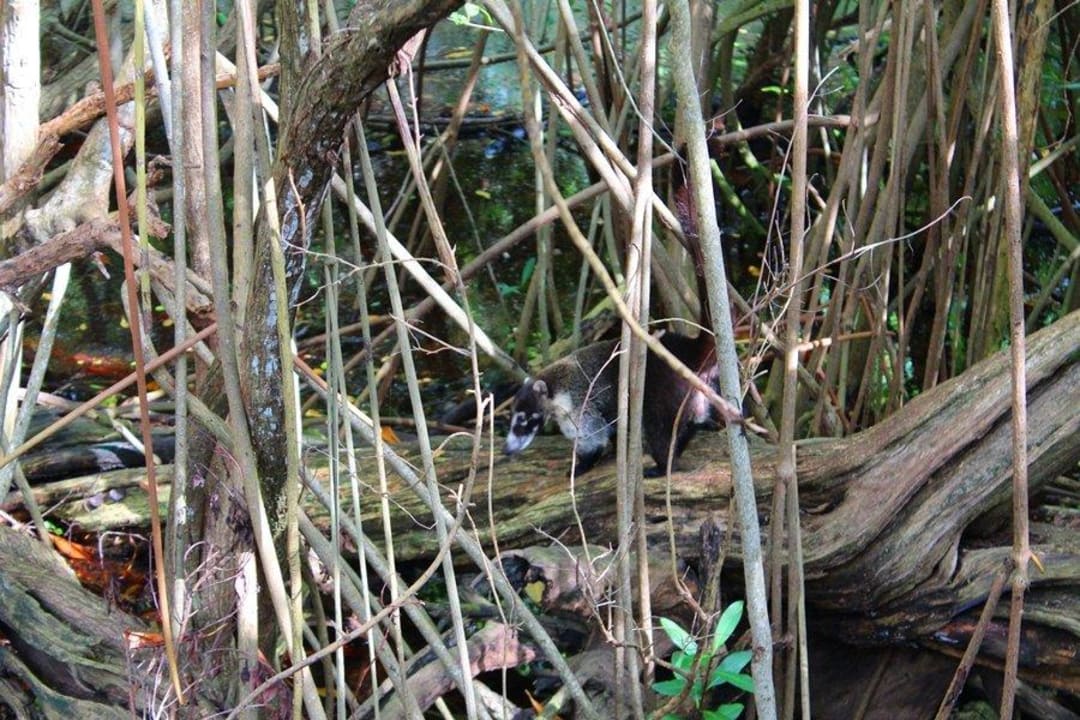 Mangroven zwischen Strand und Pool Iberostar Selection Paraiso Maya Suites