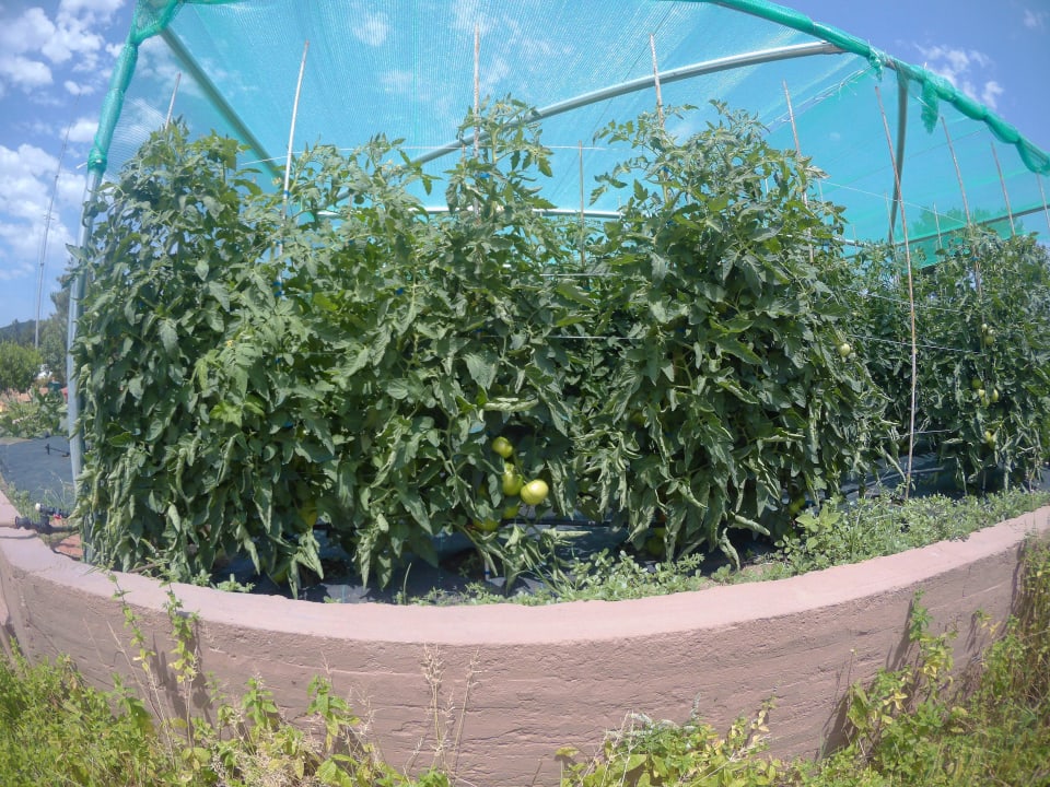 Tomaten in der Hotelanlage Alexandra Beach Thassos Spa Resort