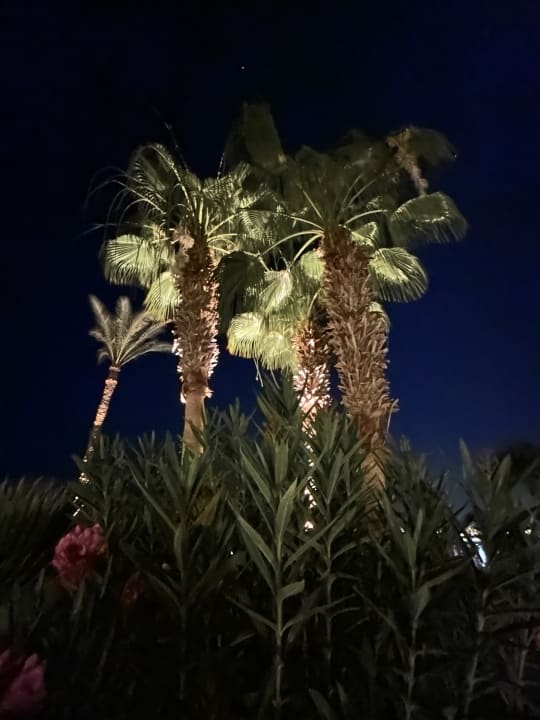 Gartenanlage Steigenberger Coraya Beach - Adults only