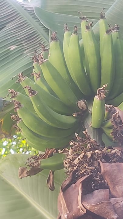 Gartenanlage Mira Meridia Beach Hotel