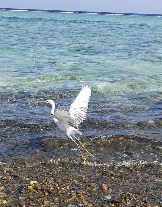 Außenansicht Novotel Marsa Alam Beach Resort