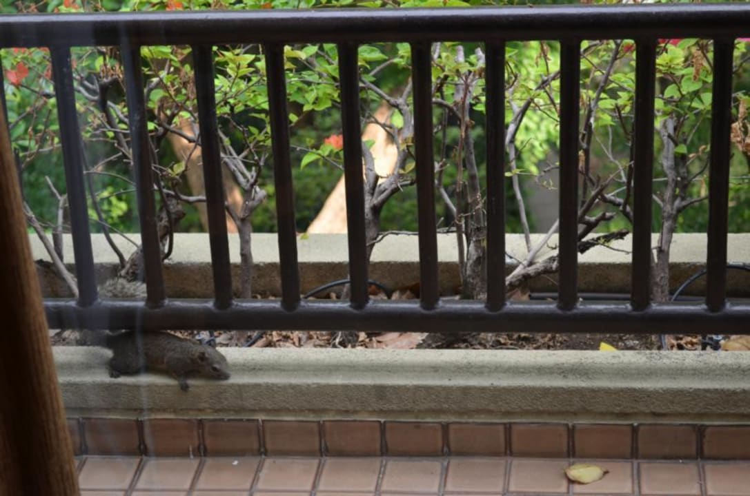 Hotel Swissotel Nai Lert Park Movenpick BDMS Wellness Resort Bangkok