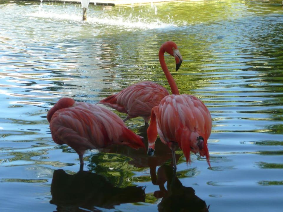 Flamingos Iberostar Waves Paraiso del Mar