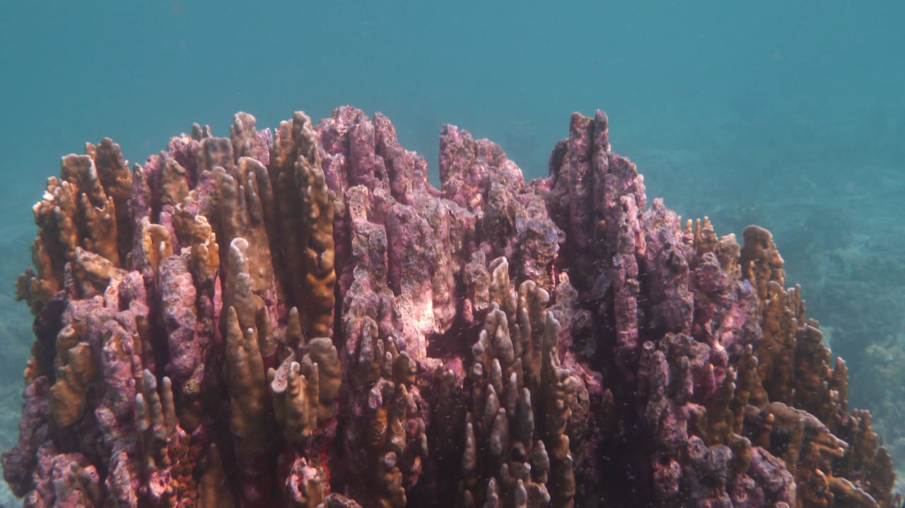 Korallenblock Summer Island Maldives