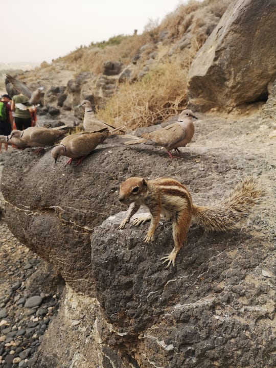 Sonstiges SBH Costa Calma Beach Resort