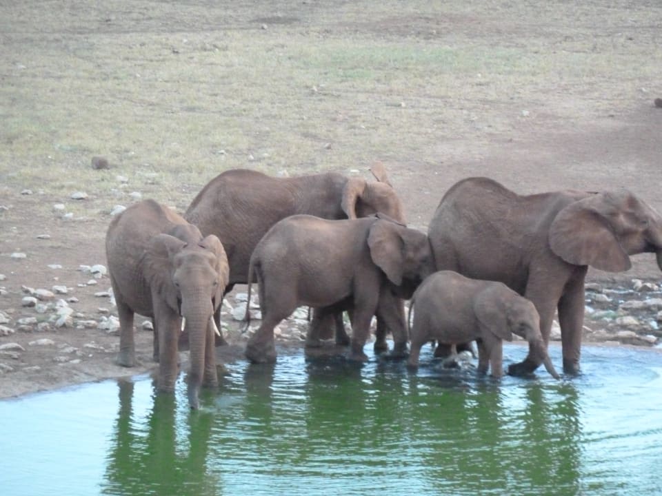 Elefantenfamilie zu Besuch am Wasserloch Taita Hills Safari Resort & Spa