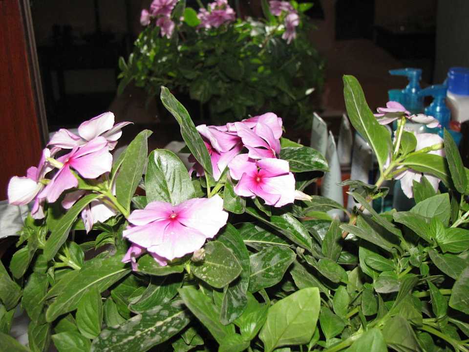 Pokój Palmyra Amar El Zaman Aqua Park