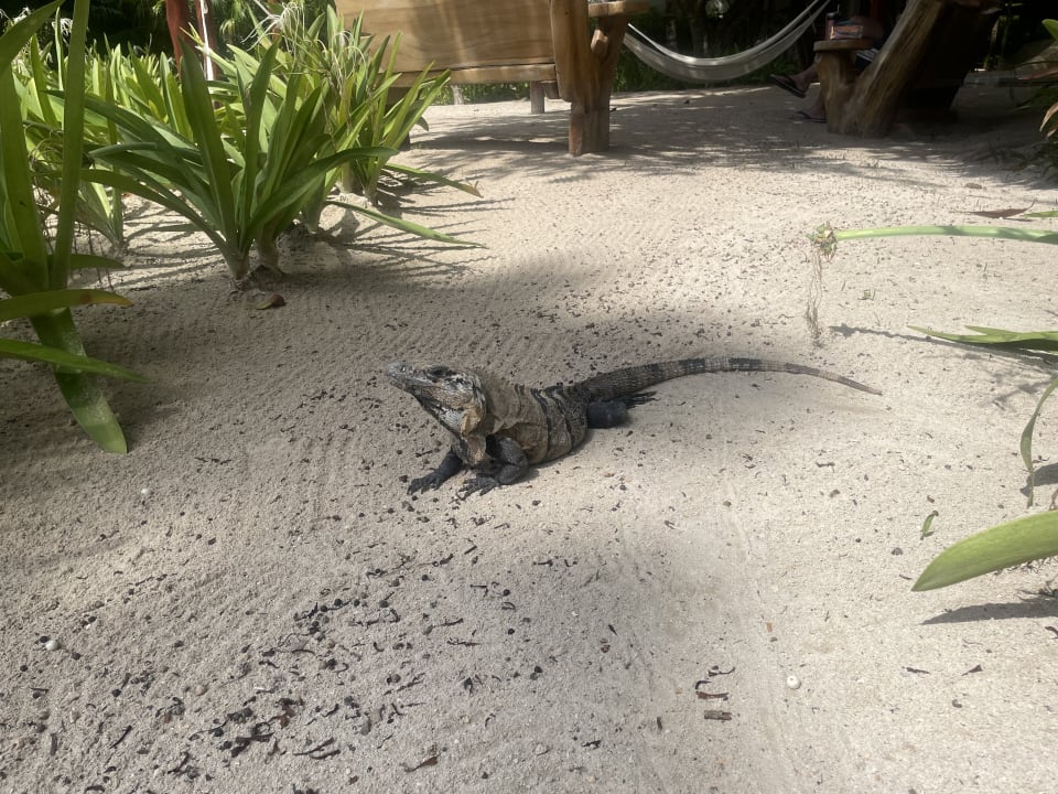 Gartenanlage Akumal Bay Beach & Wellness Resort