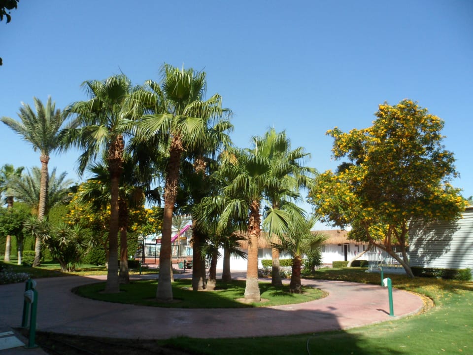 Gartenanlage Desert Rose