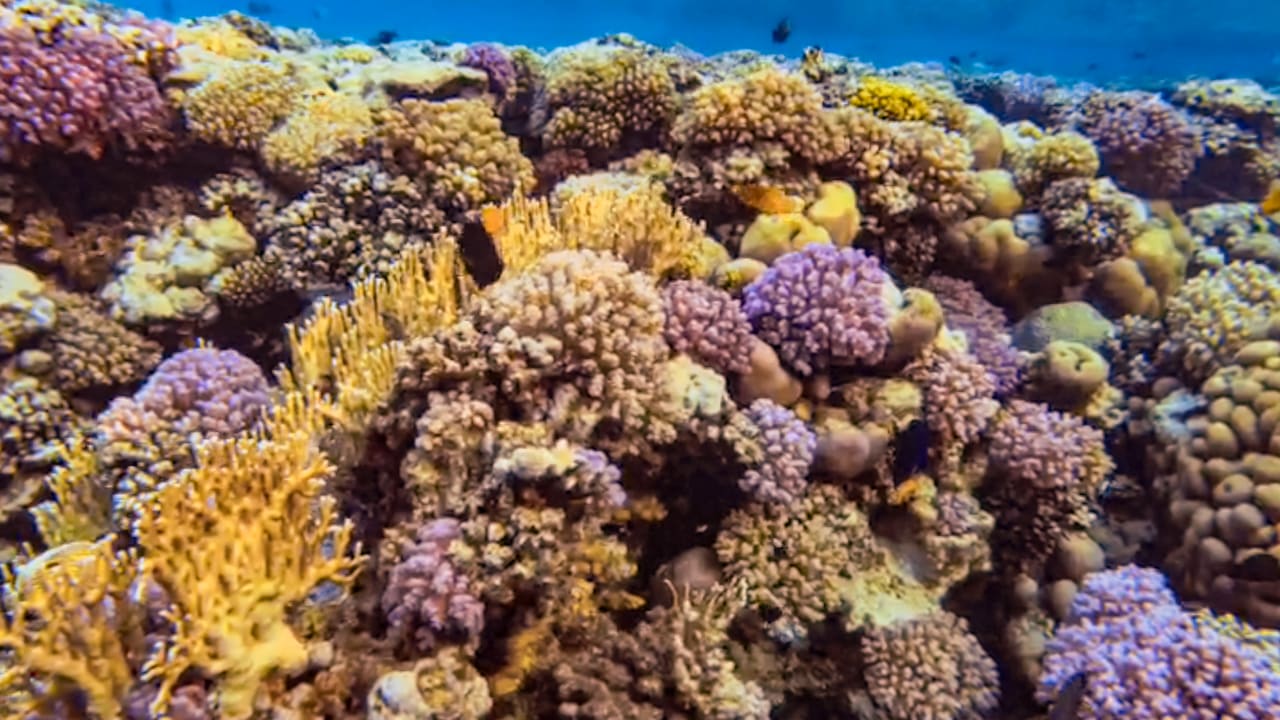 Sport & Freizeit Steigenberger Coraya Beach - Adults only