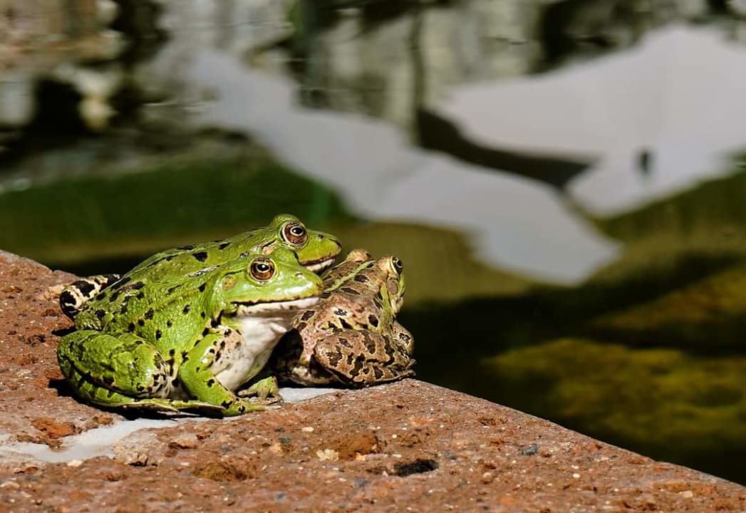 Gartenanlage Heilthermen Resort Bad Waltersdorf