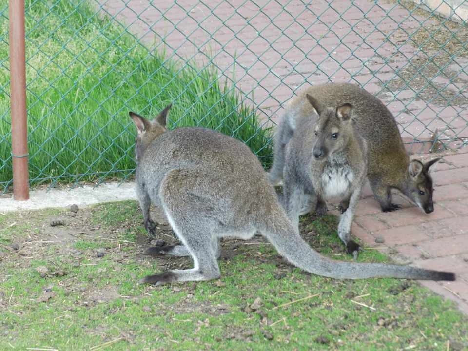 Exotisch wie viele Tiere dort Hotel Rancho Ponderosa