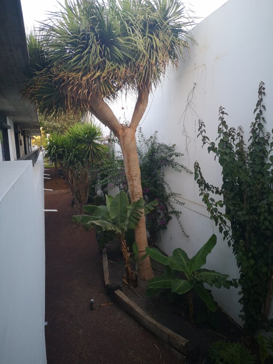 Gartenanlage Hotel Costa Calero