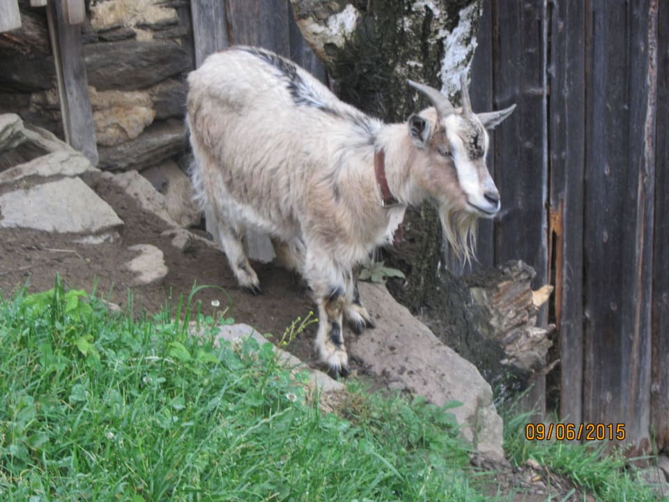 Liebe Ziege Huis'n Hof