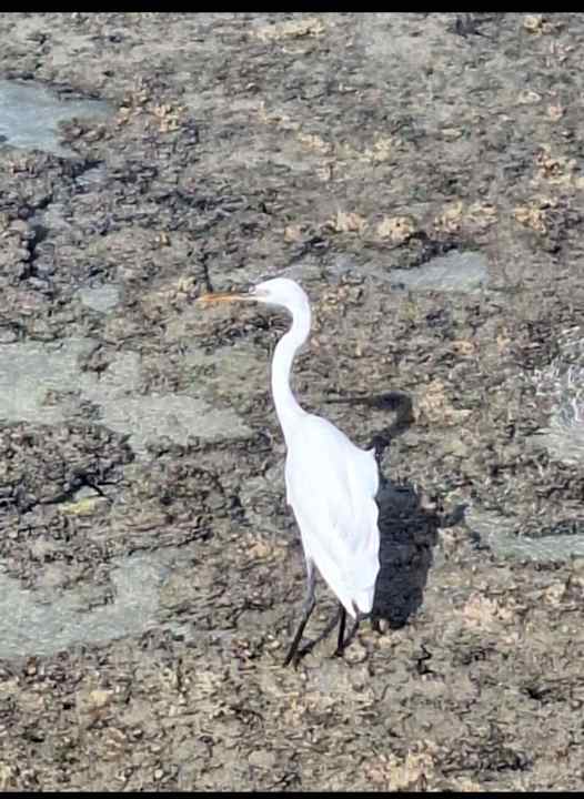 Strand Gravity Hotel & Aquapark Sahl Hasheesh