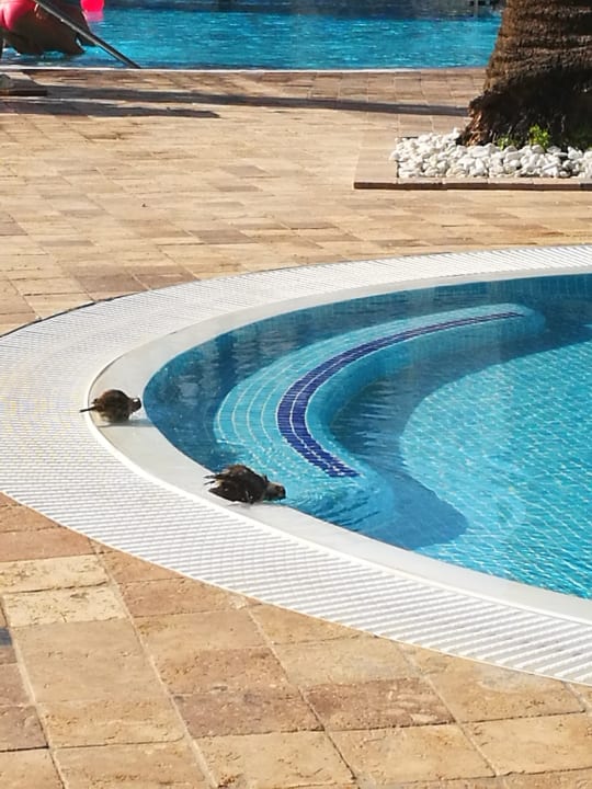 Pool CM Playa del Moro