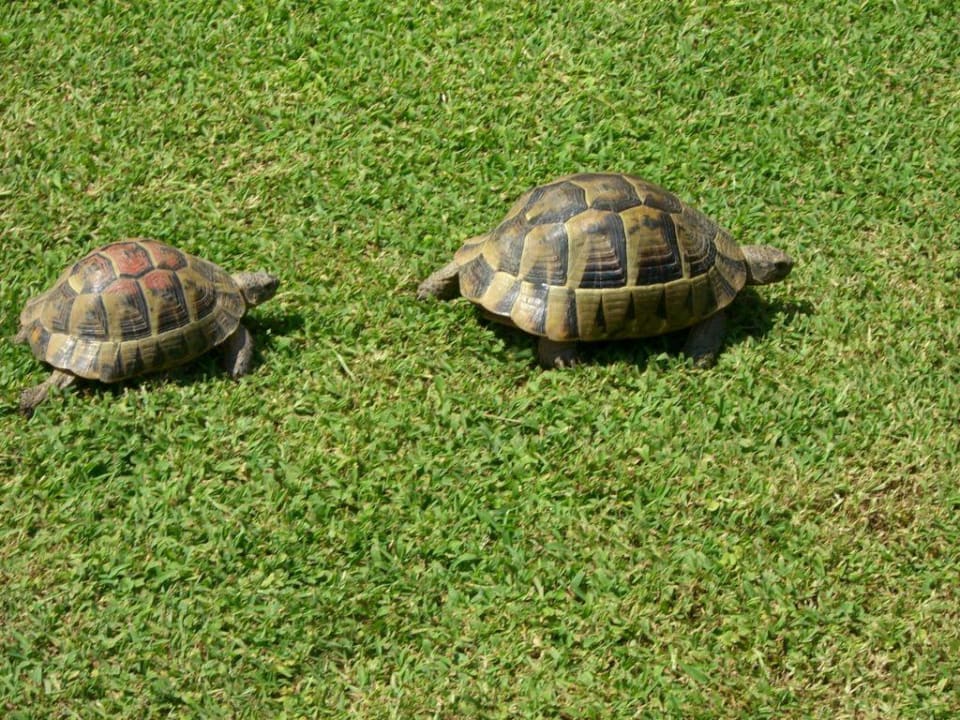 Tiere im Mega Megasaray Club Belek