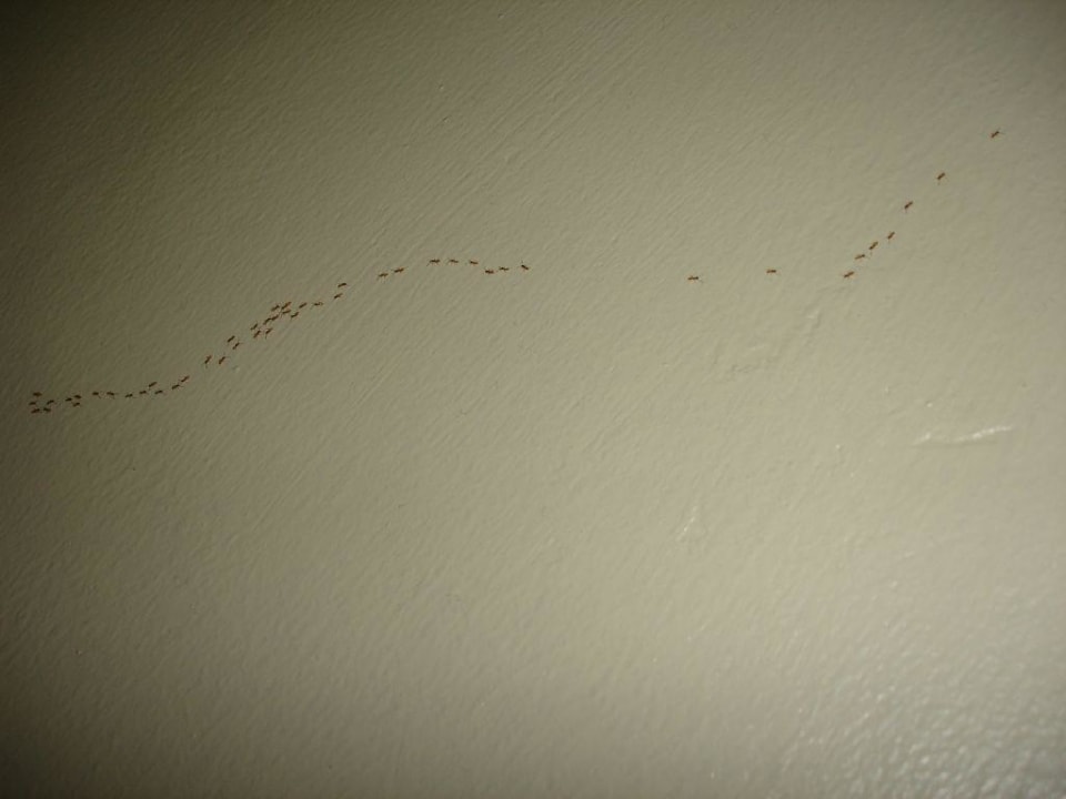 Reger Ameisenverkehr in der Junior-Suite Grand Palladium Select Bávaro Resort & Spa