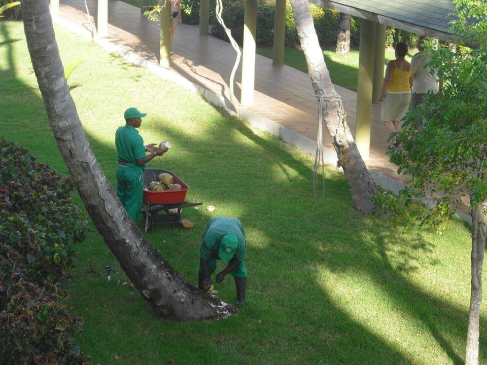 Frische Kokosnüsse Grand Sirenis Punta Cana Resort & Aquagames