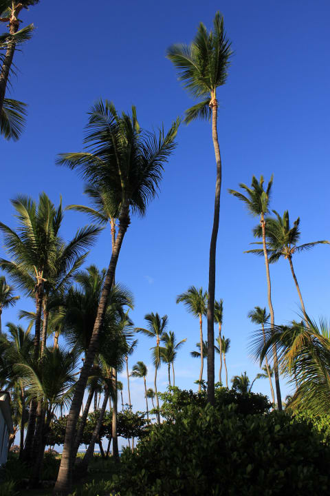 Palmen am Hotelstrand Grand Palladium Select Bávaro Resort & Spa