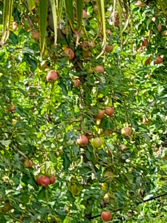 Außenansicht Thalguter Apartments, Rooms & Breakfast