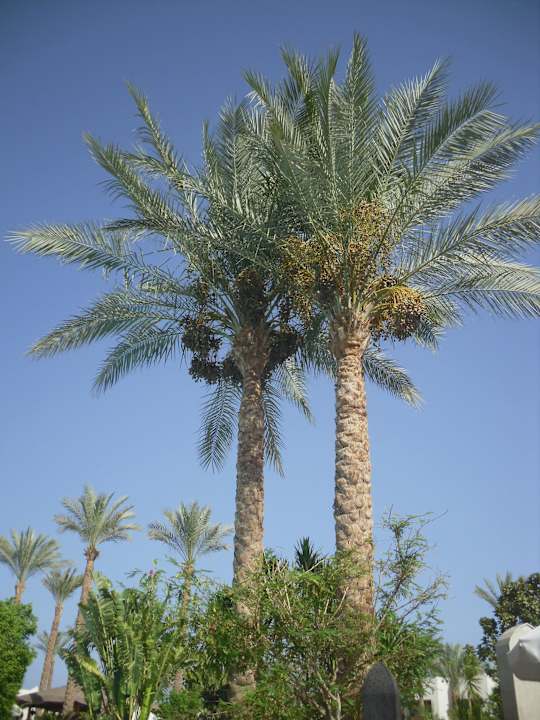 Palmen soweit das Auge sieht Ghazala Gardens