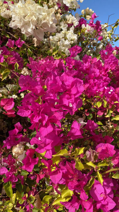Gartenanlage Desert Rose