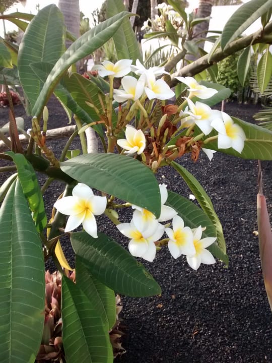 Gartenanlage Hotel Las Costas