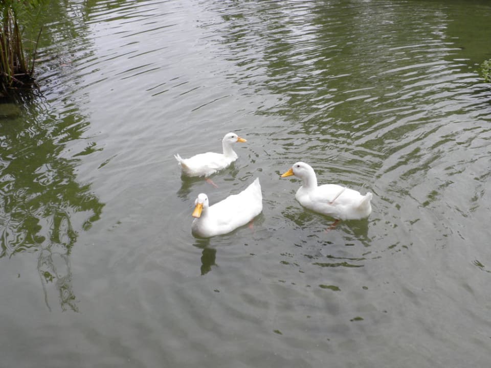 Enten TRS Turquesa Hotel - Adults only