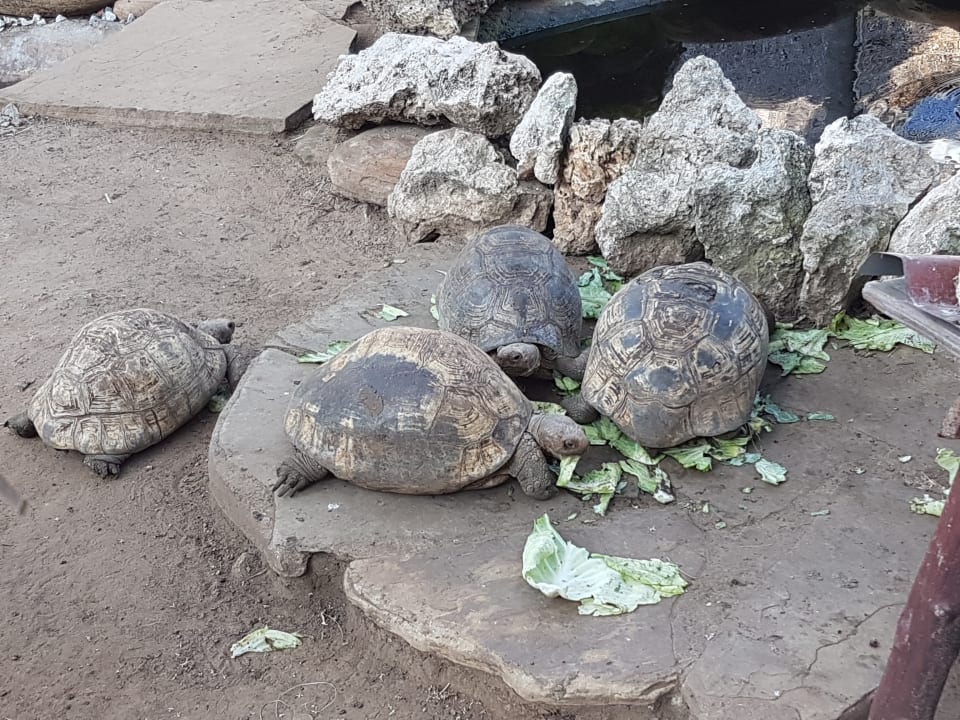 Gartenanlage Bahari Beach Hotel
