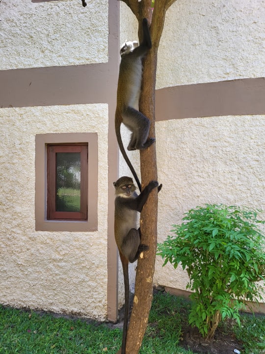 Gartenanlage Neptune Village Beach Resort & Spa