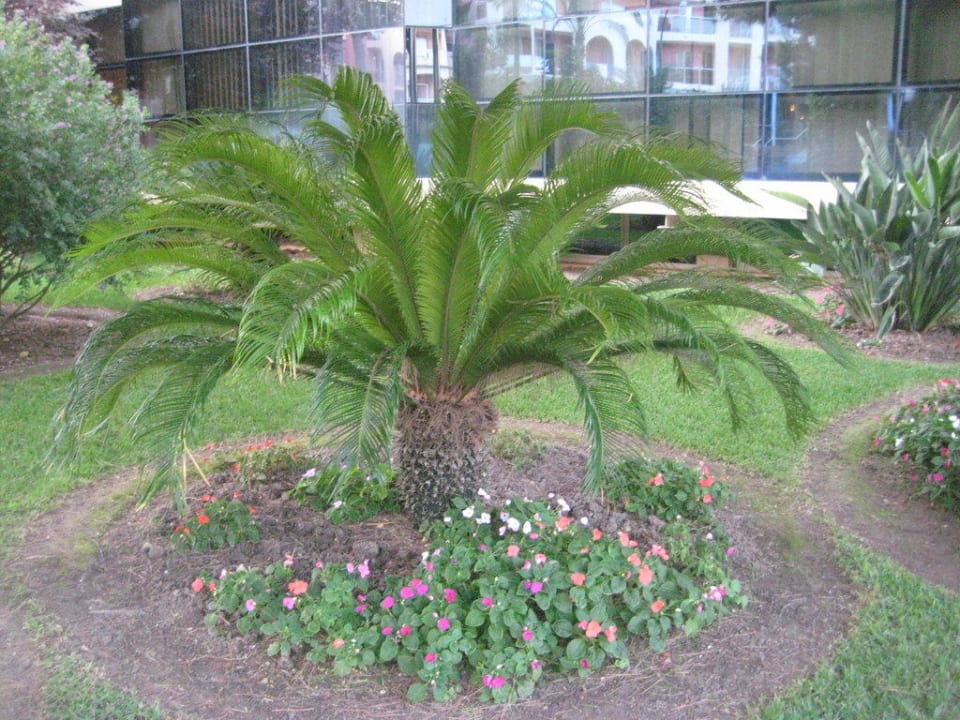 Schöne Palme Grupotel Alcudia Pins