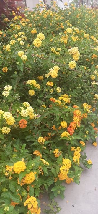 Gartenanlage Steigenberger Resort Ras Soma