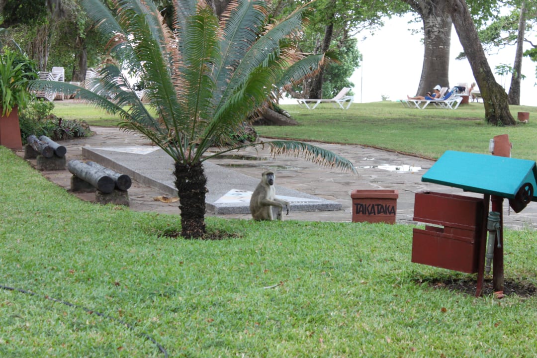 Es gibt immer etwas zu beobachten Baobab Beach Resort & Spa