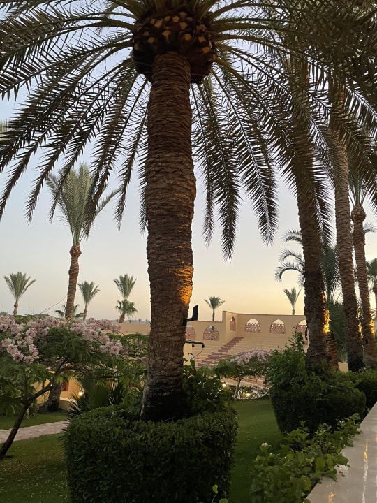 Gartenanlage Steigenberger Coraya Beach - Adults only