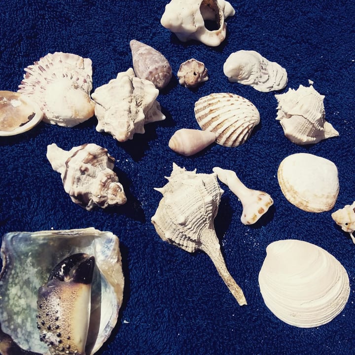 Muscheln am Strand gesammelt Zita Beach Resort