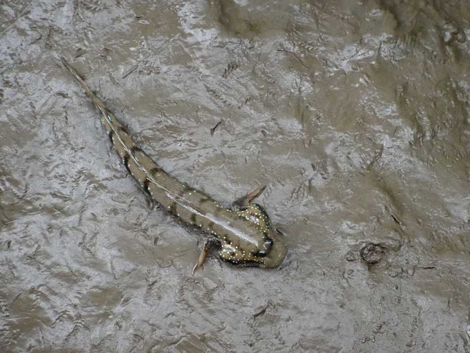 Schlammspringer Baan Amphawa Resort & Spa