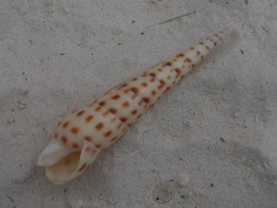 Muschel am Strand! Fridays Boracay Beach Resorts