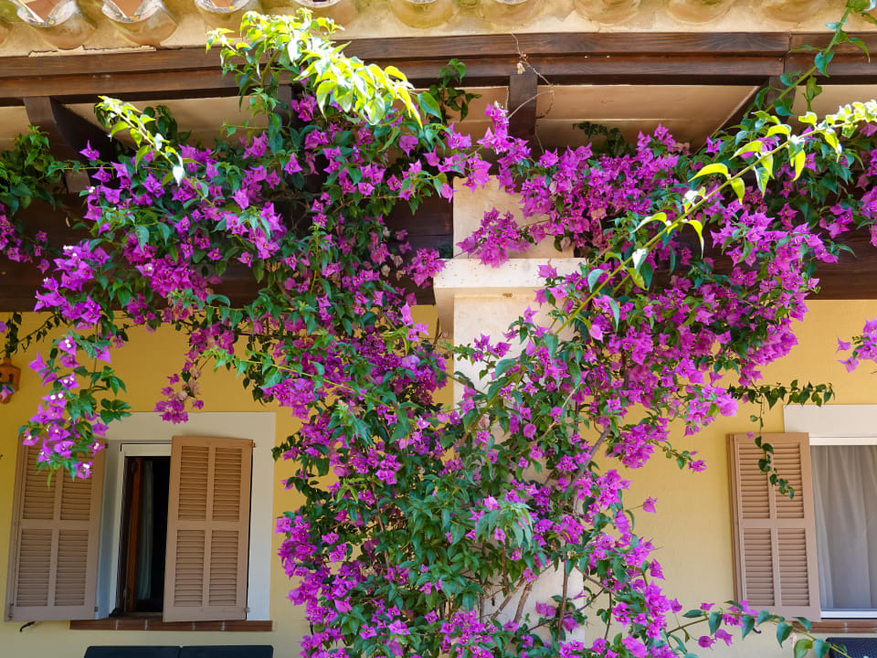 Gartenanlage Finca Ses Rotes Velles