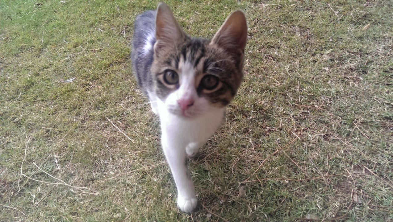 Süsse gepflegte Hotelkätzchen Paloma Pasha