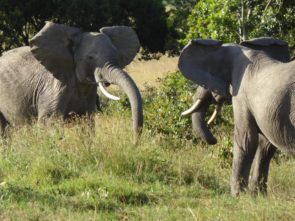 Sonstiges Royal Mara Safari Lodge