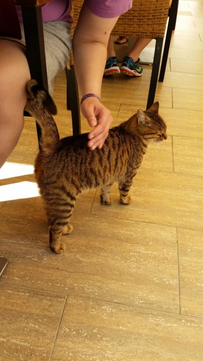 Hotelkatze  Dream Family Club