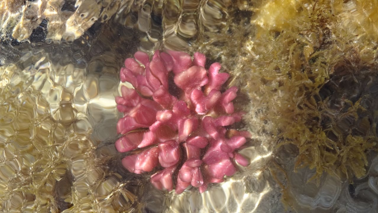 Sport & Freizeit Swisstouch Oriental Resort Marsa Alam