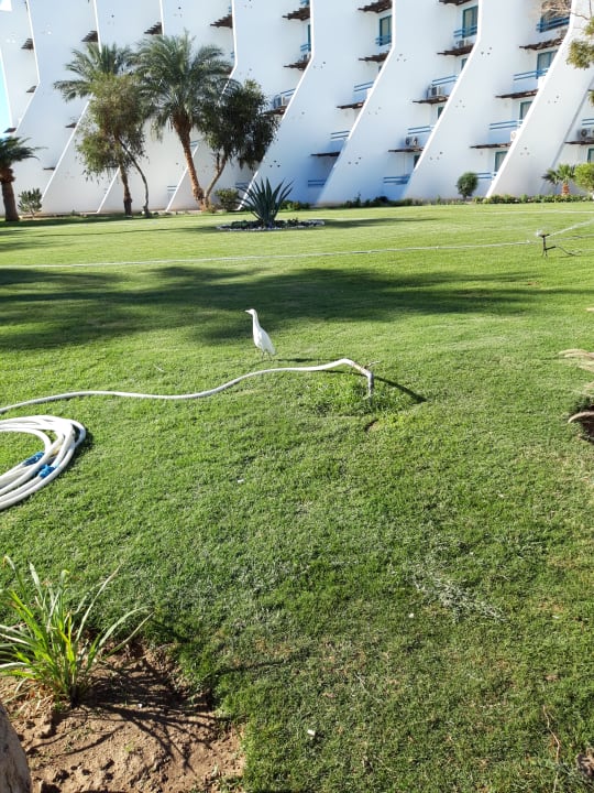 Gartenanlage Shams Safaga Resort