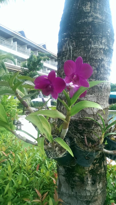 Orchideen Sunwing Kamala Beach