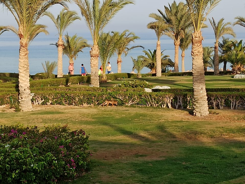 Gartenanlage Fantazia Resort Marsa Alam