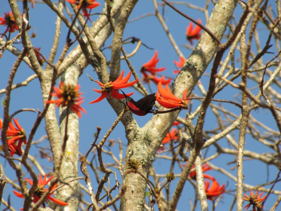 Rotbrustglanzköpfchen in afrikanischem Tulpenbaum Pretoriuskop  Rest  Camp