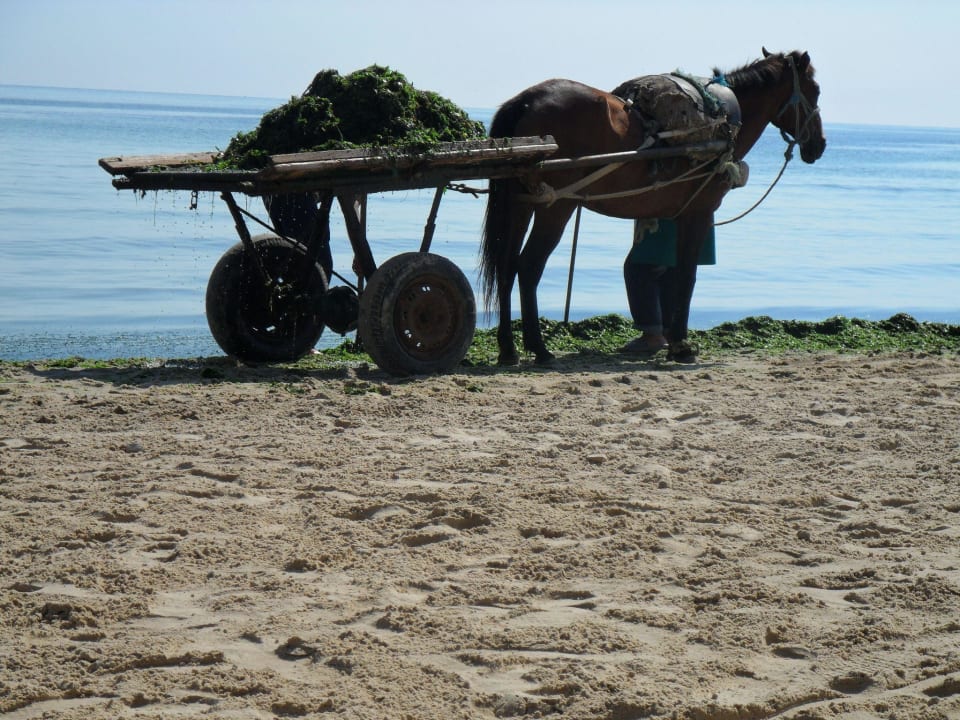 Atrakcja plaży Alassio Hotel and Thalasso