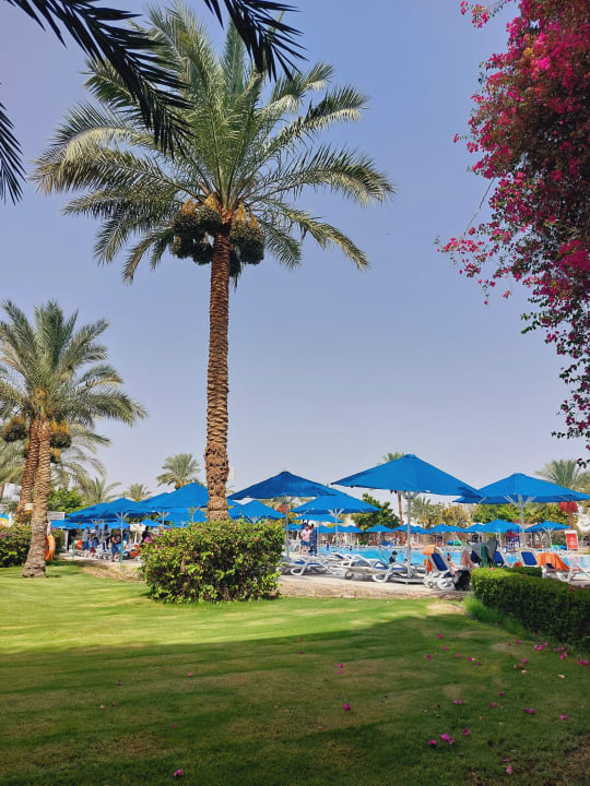 Gartenanlage Desert Rose