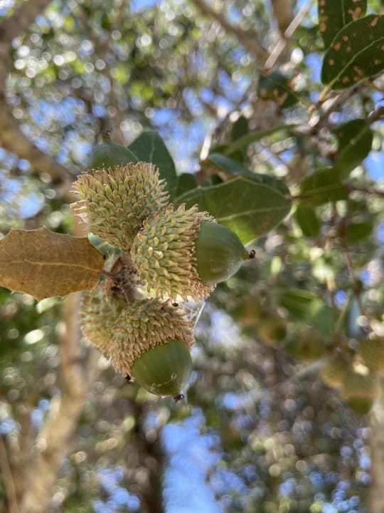 Sonstiges Akrathos Beach Hotel